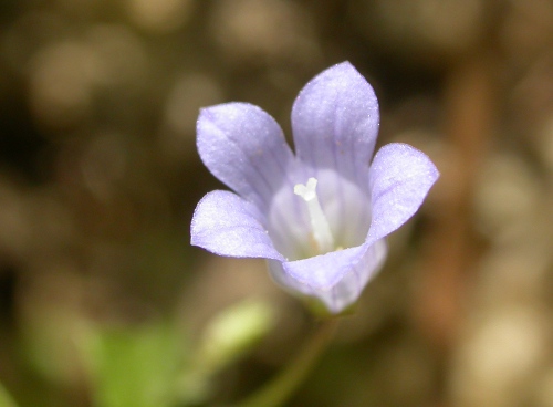 Walhenbergia hederacea