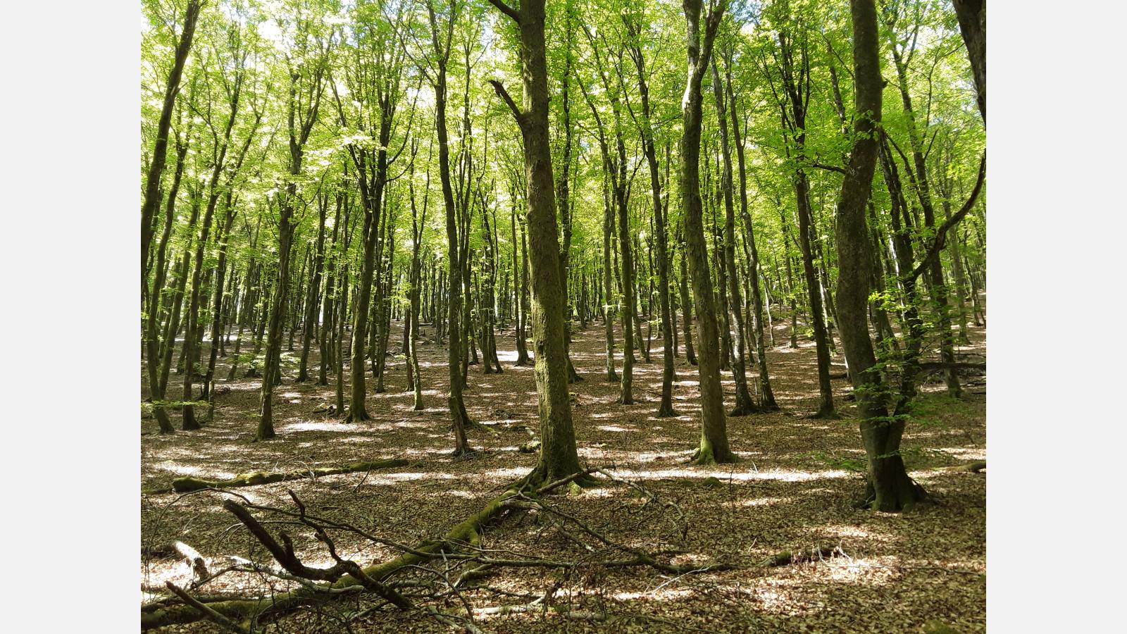 Mise en place d'un îlot de sénescence au Mont Preneley