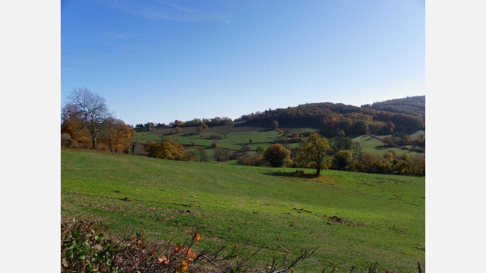 Prairie mésophile pâturée et son bocage, Camille Guet