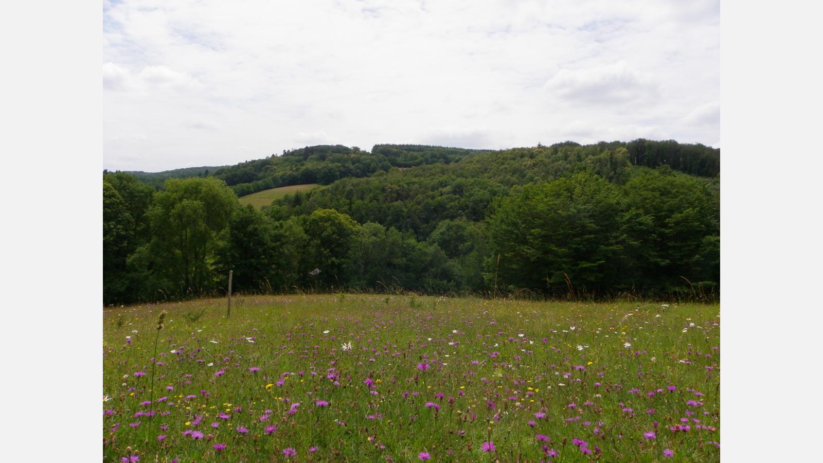 Prairie mésophile, Camille Guet