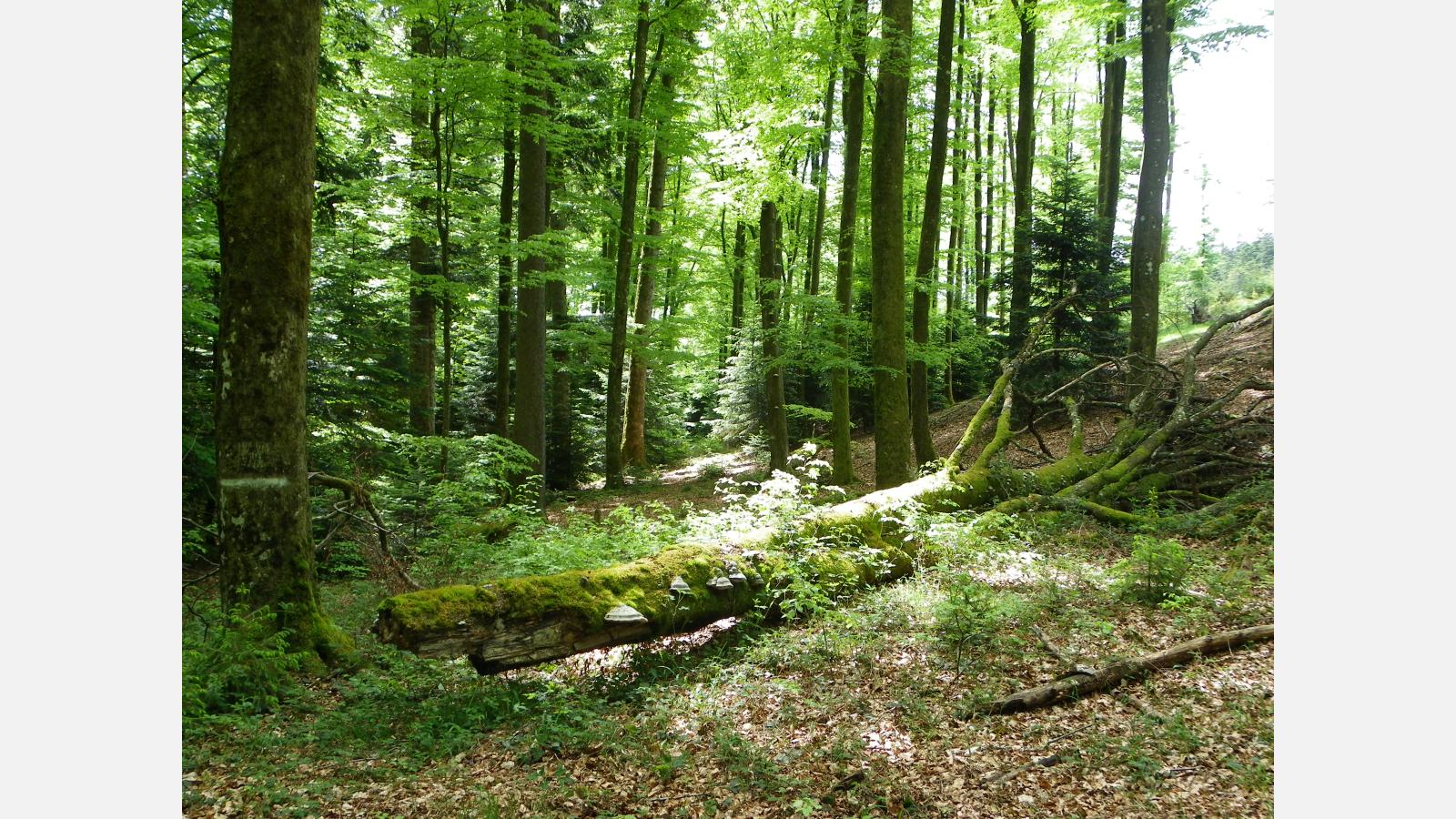 Forêt de feuillus, Camille Guet
