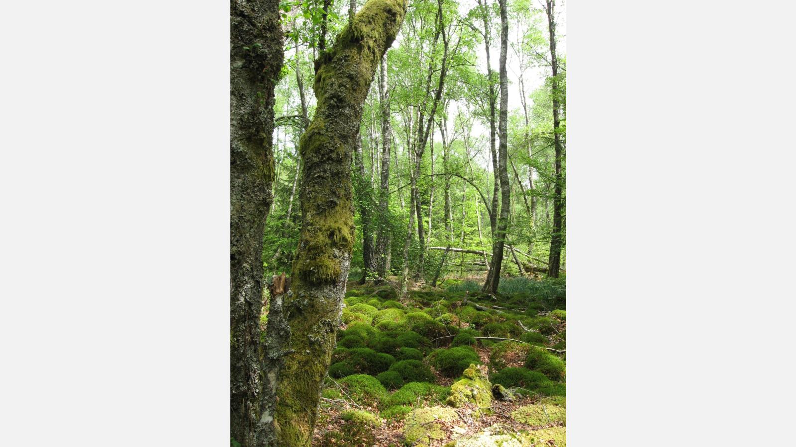 Vallée de la Canche, Aline Corbeaux
