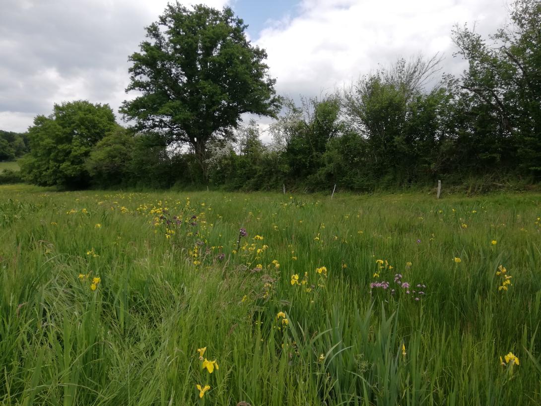 Inventaire de la flore des prairies