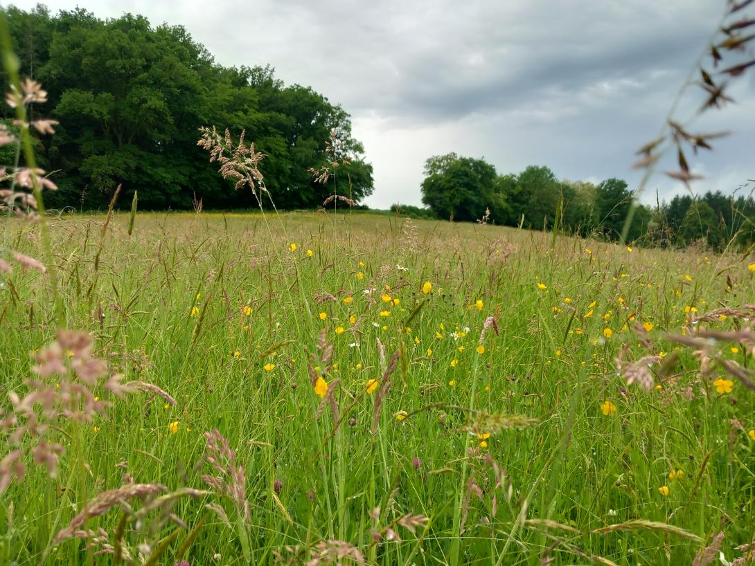 Prairie mésophile de la vallée de la Cure, PnrM (Chastellux-sur-Cure)